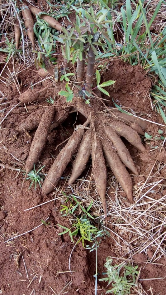 Embrapa tem lançamento de mandioca para indústria no Show Rural Coopavel