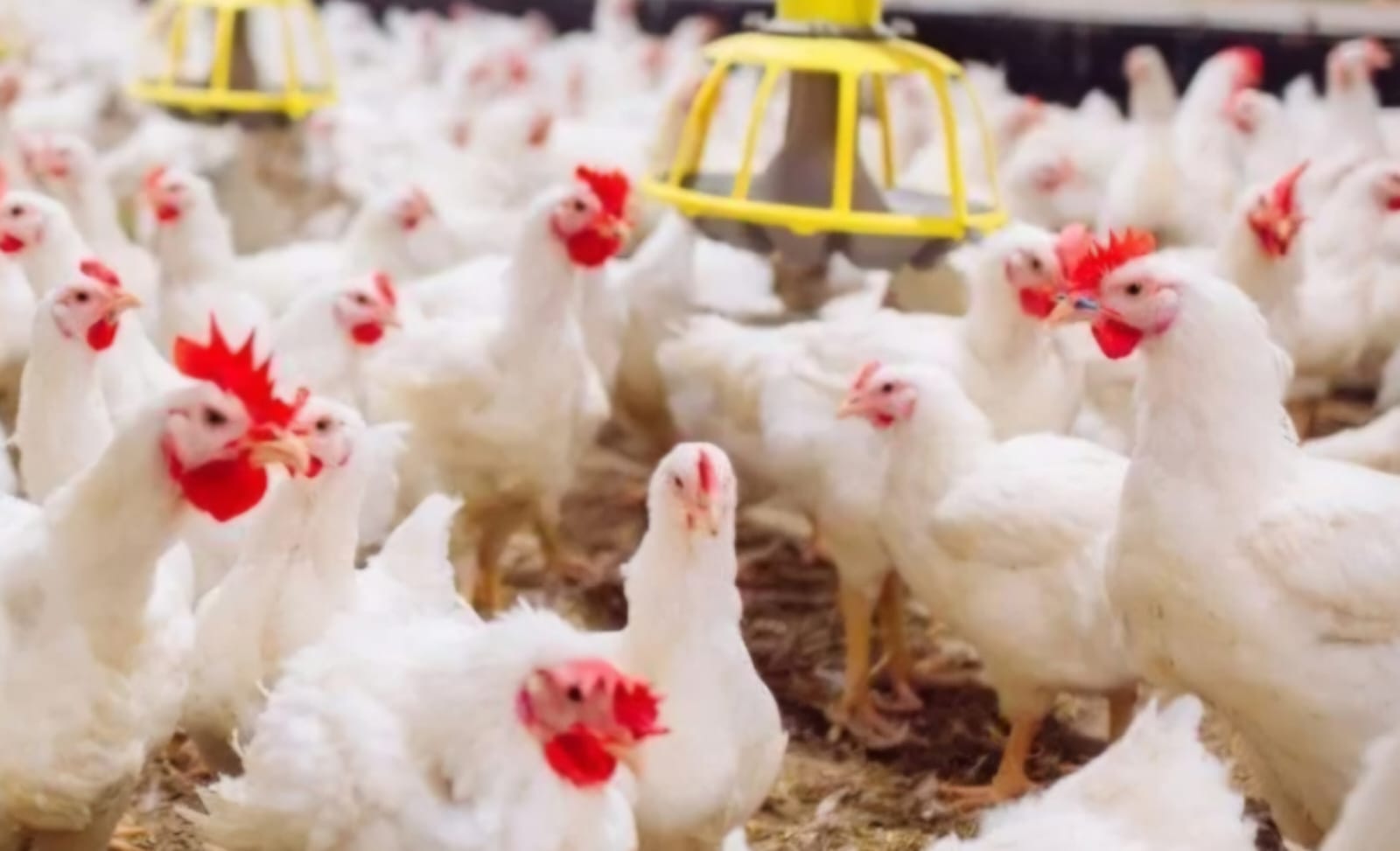 Ciclo reforça integração, tecnologia e proximidade com criador de aves