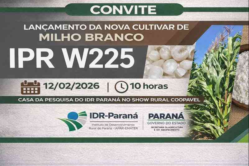 LANÇAMENTO DE CULTIVAR DE MILHO BRANCO IPR W225
