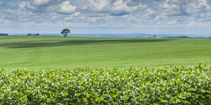 Tecnologias Poupa-Terra aumentam produção agrícola sem ampliar área cultivada