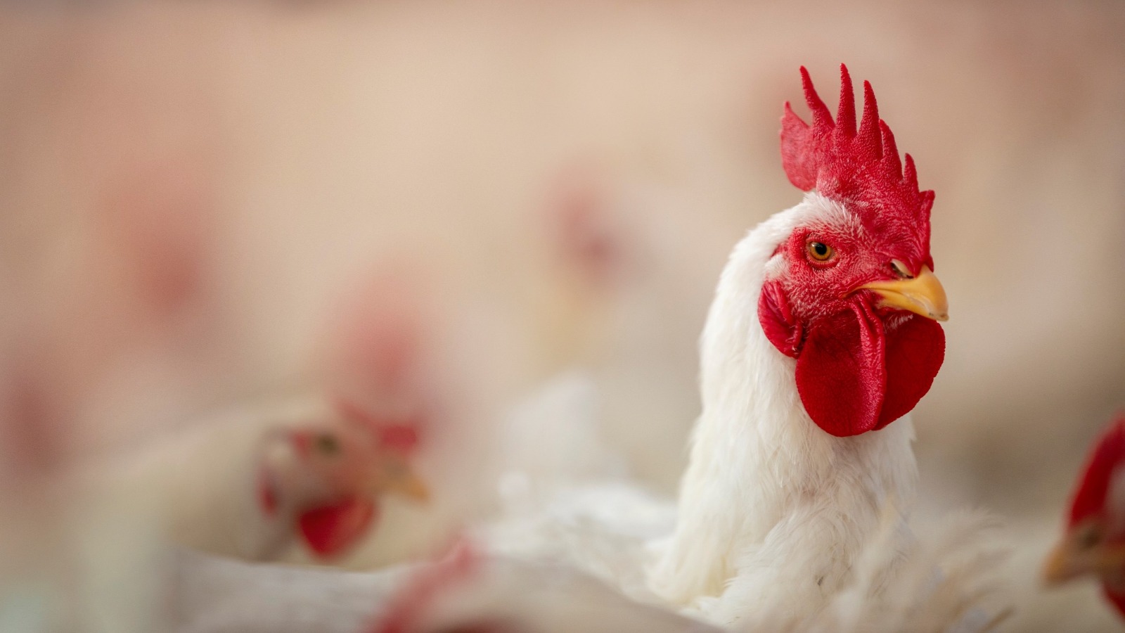 Minerais proteinatos potencializam produção de proteína animal eficiente e sustentável