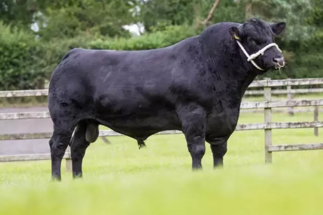 <strong>Angus participa do Show Rural Coopavel com apresentação técnica e degustação</strong>