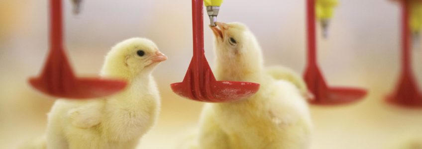 Avicultura: A importância da qualidade da água no desempenho dos lotes
