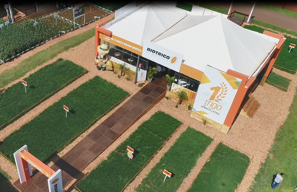 Nova tecnologia para o trigo será apresentada no Show Rural 2020
