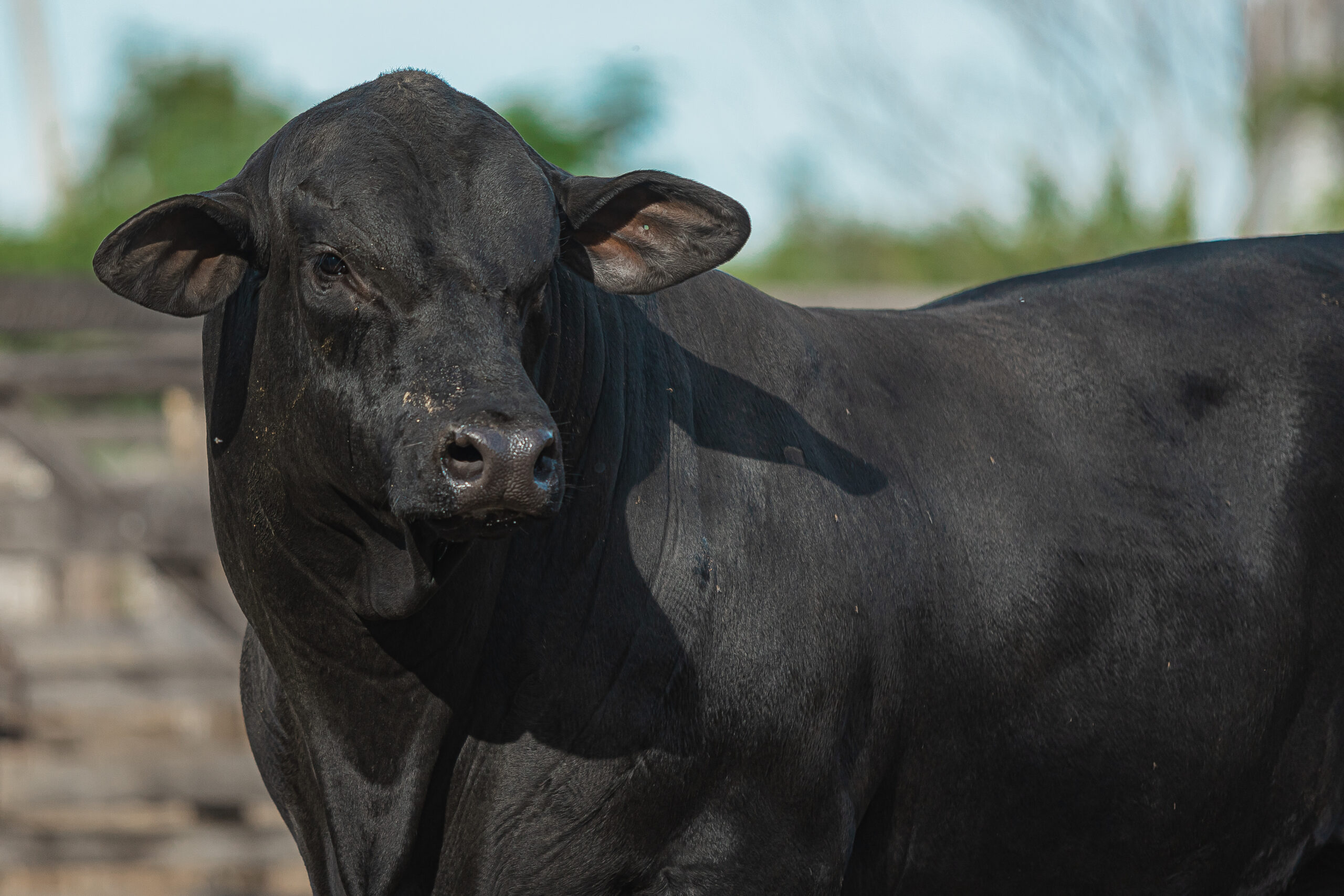 Brangus estreia projeto itinerante no Show Rural