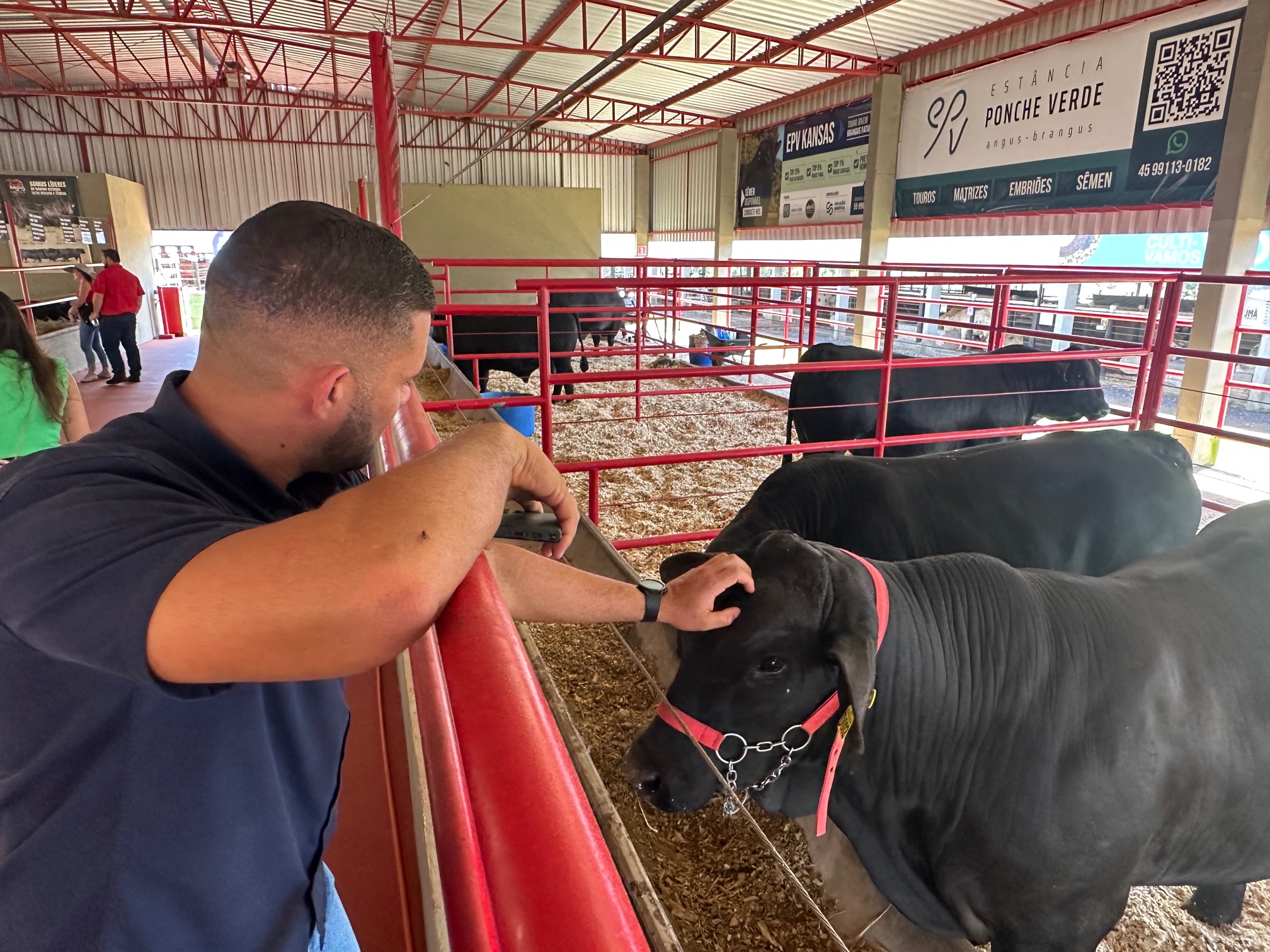 Brangus expõe animais e inova na Coopavel