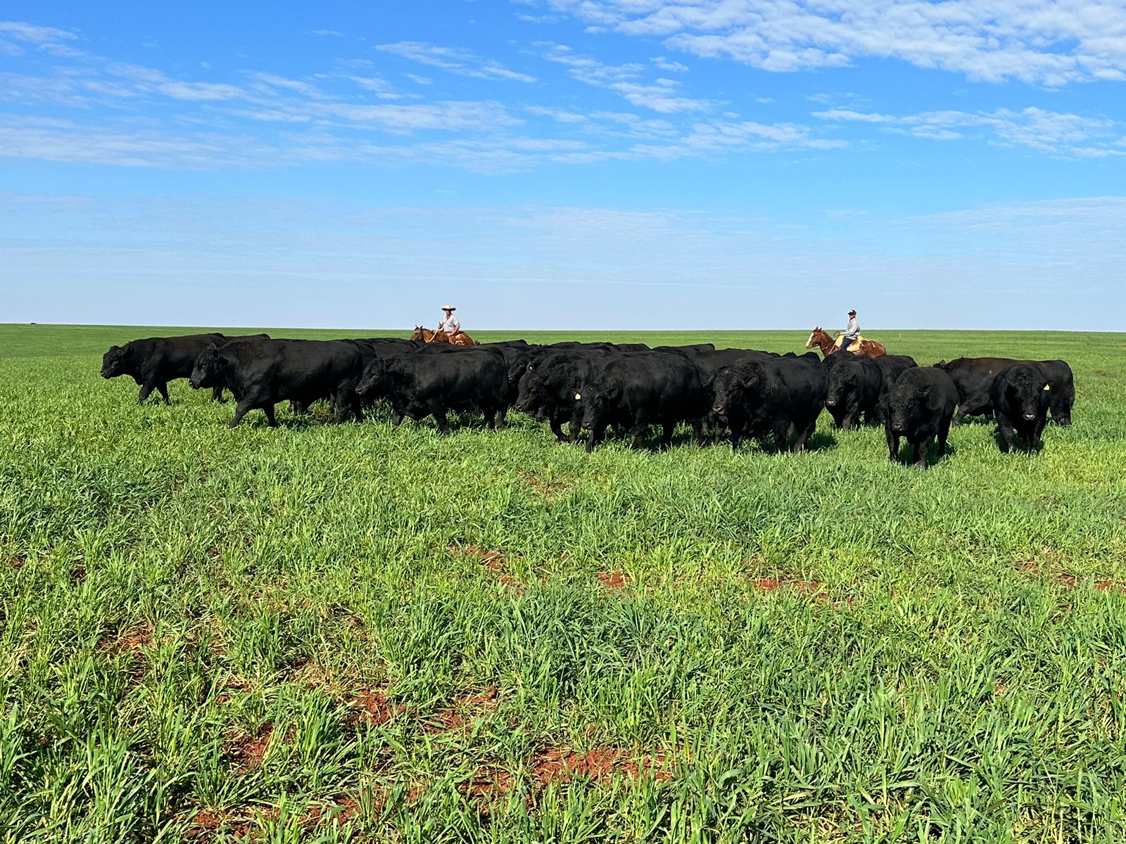 4º Show Rural de Inverno também terá conteúdos à pecuária de corte