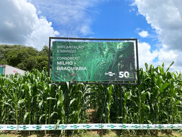 <strong>Embrapa demonstra benefícios do consórcio de milho com braquiária na soja no Show Rural</strong>