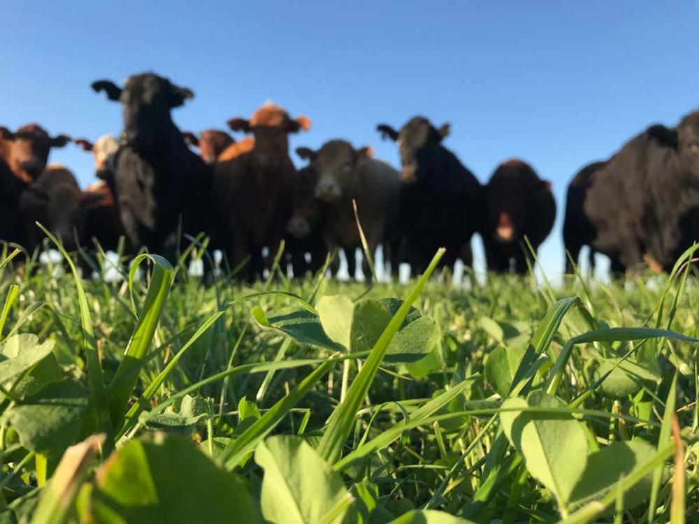 Projeto Lavoura de carne vai mostrar características da pecuária de alta performance