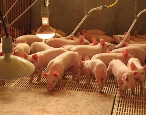 VBP espera avanço de 10% na suinocultura em 2020