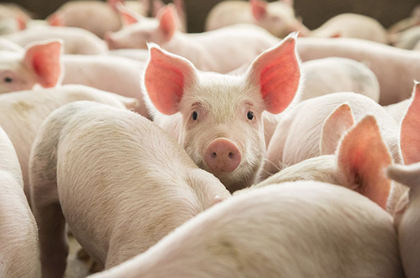 Bons ventos impulsionarão as carnes brasileiras em 2020