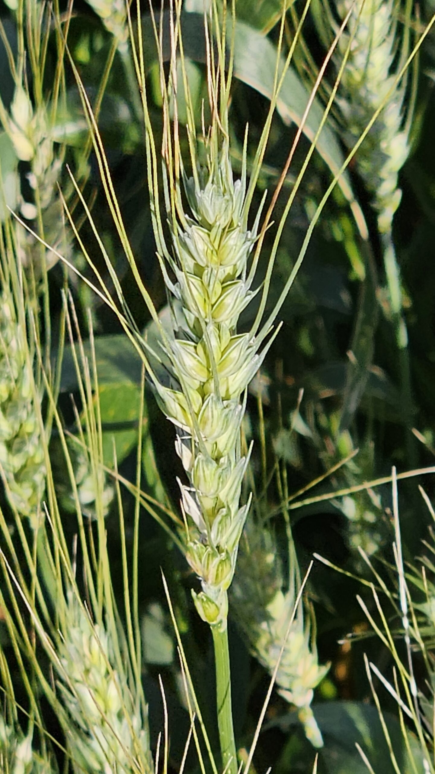 Quinze cultivares de trigo vão ser lançados no Show Rural de Inverno