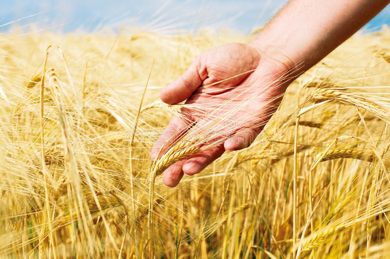 Empresas farão lançamentos de cultivares e produtos durante Show Rural de Inverno