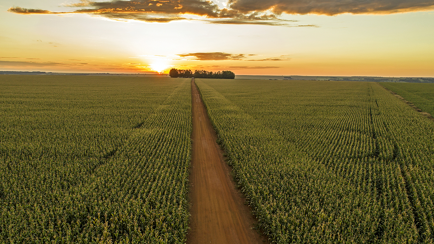 Híbridos de milho de alto desempenho no radar dos produtores no Show Rural Coopavel 2020