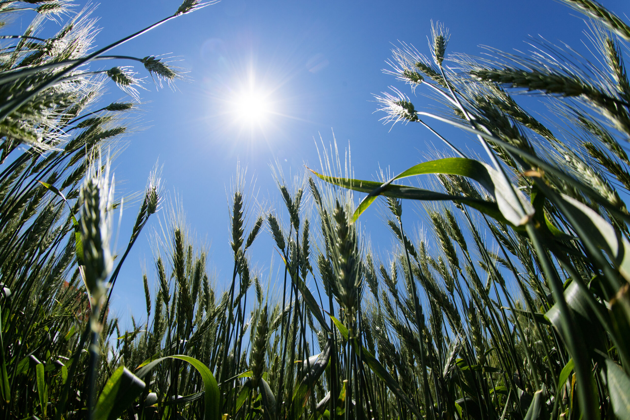 Nova tecnologia no trigo facilitará manejo de ervas daninhas