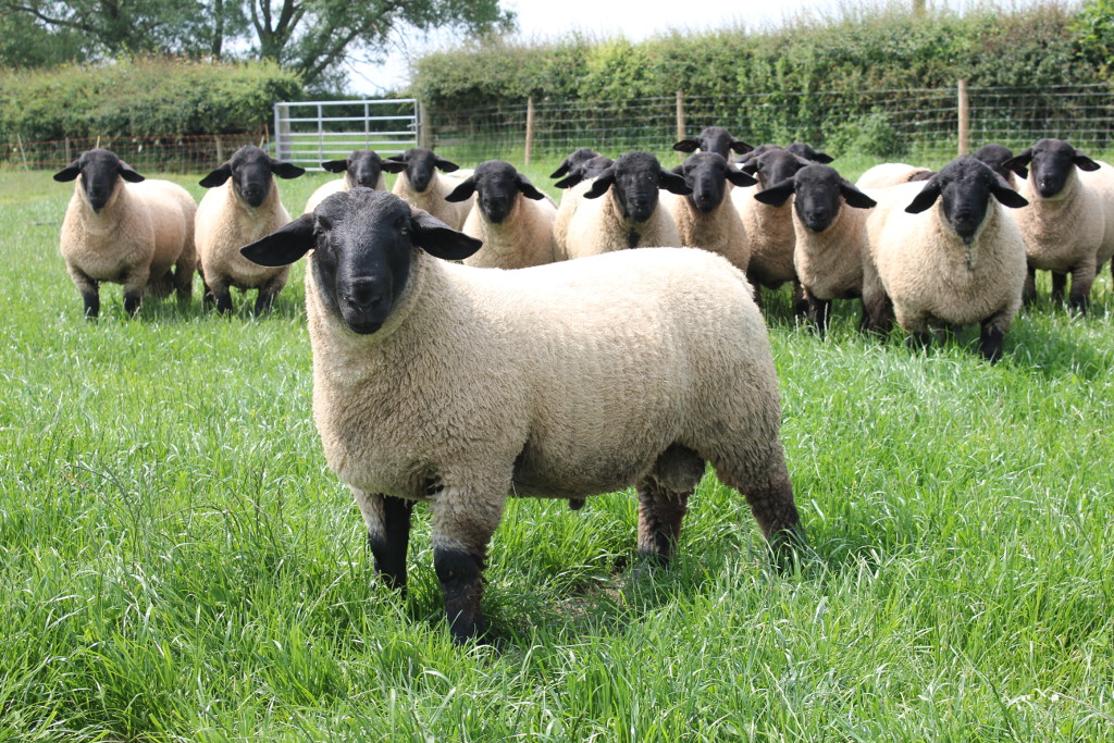 Nove raças de ovelha serão novidade na área pecuária