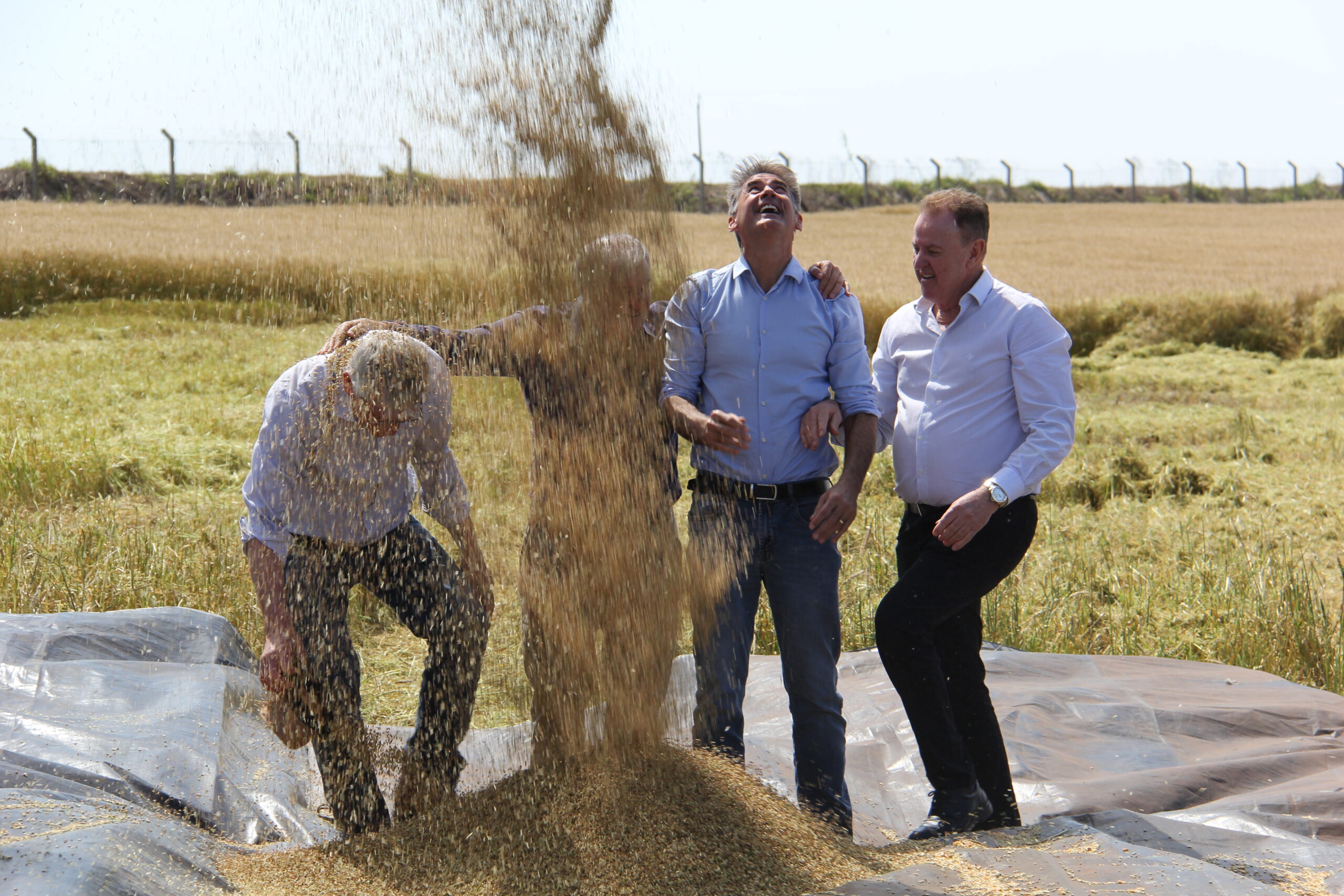 Brasil tem a chance de se tornar exportador de trigo, diz Ortigara