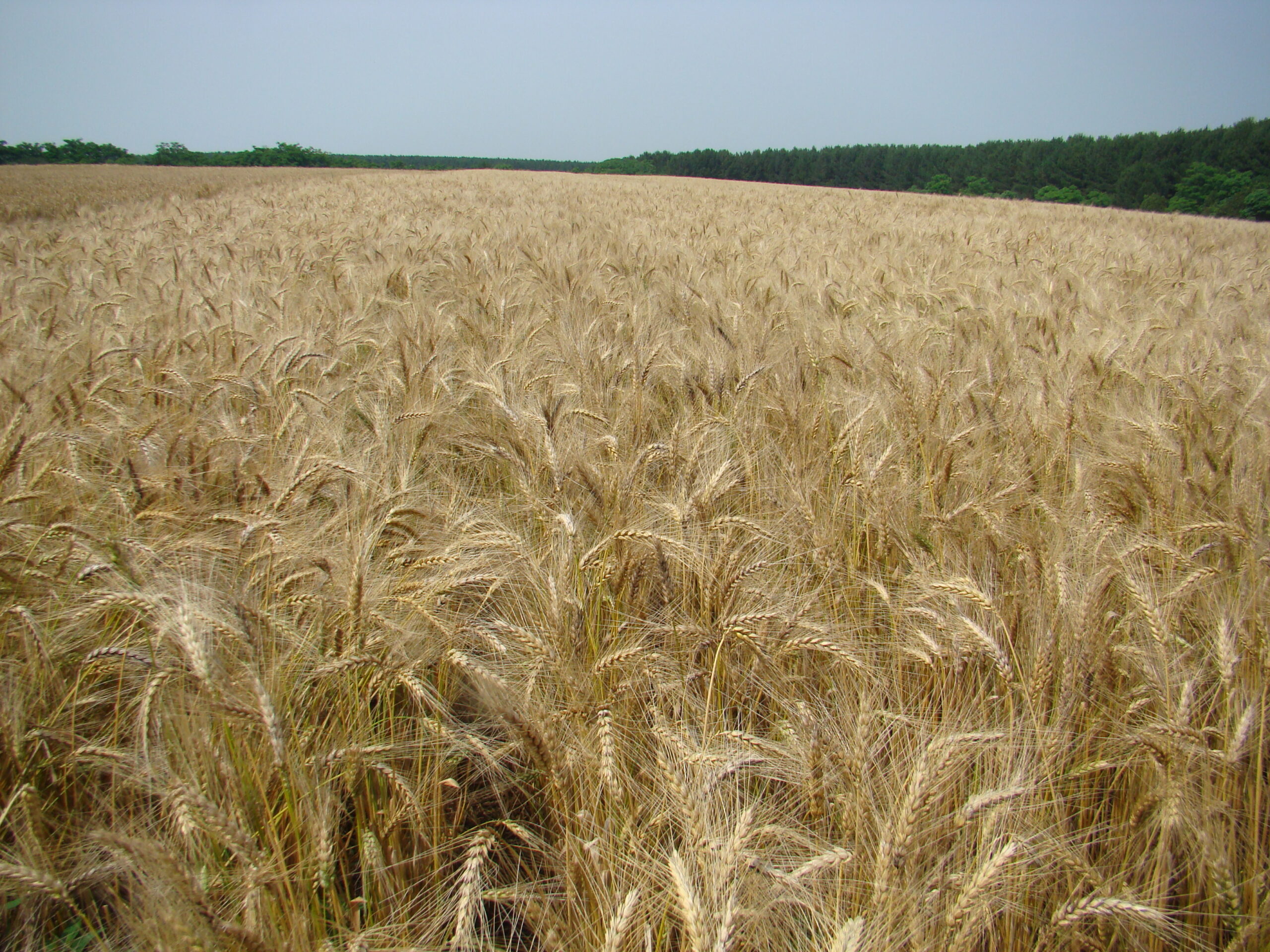 Embrapa trará portfólio de cultivares de trigo para o Show Rural de Inverno