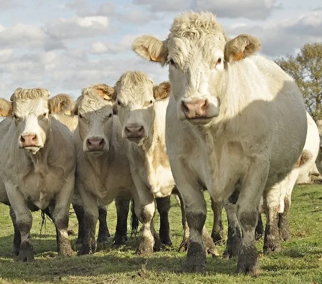 Pecuária: 35º Show Rural vai ter exposição e venda de bovinos, ovinos e caprinos
