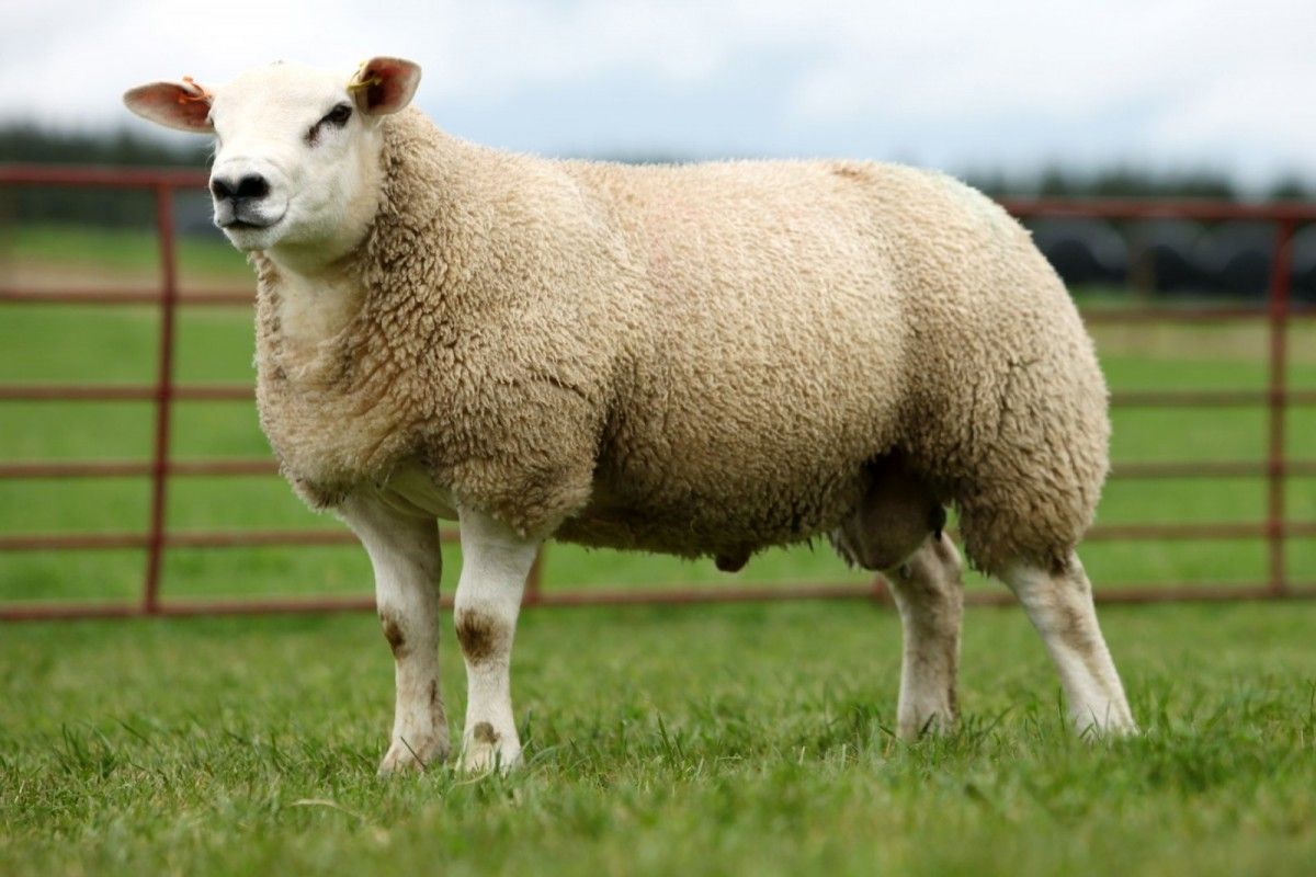35º Show Rural abre horizonte para a ovinocultura do Paraná