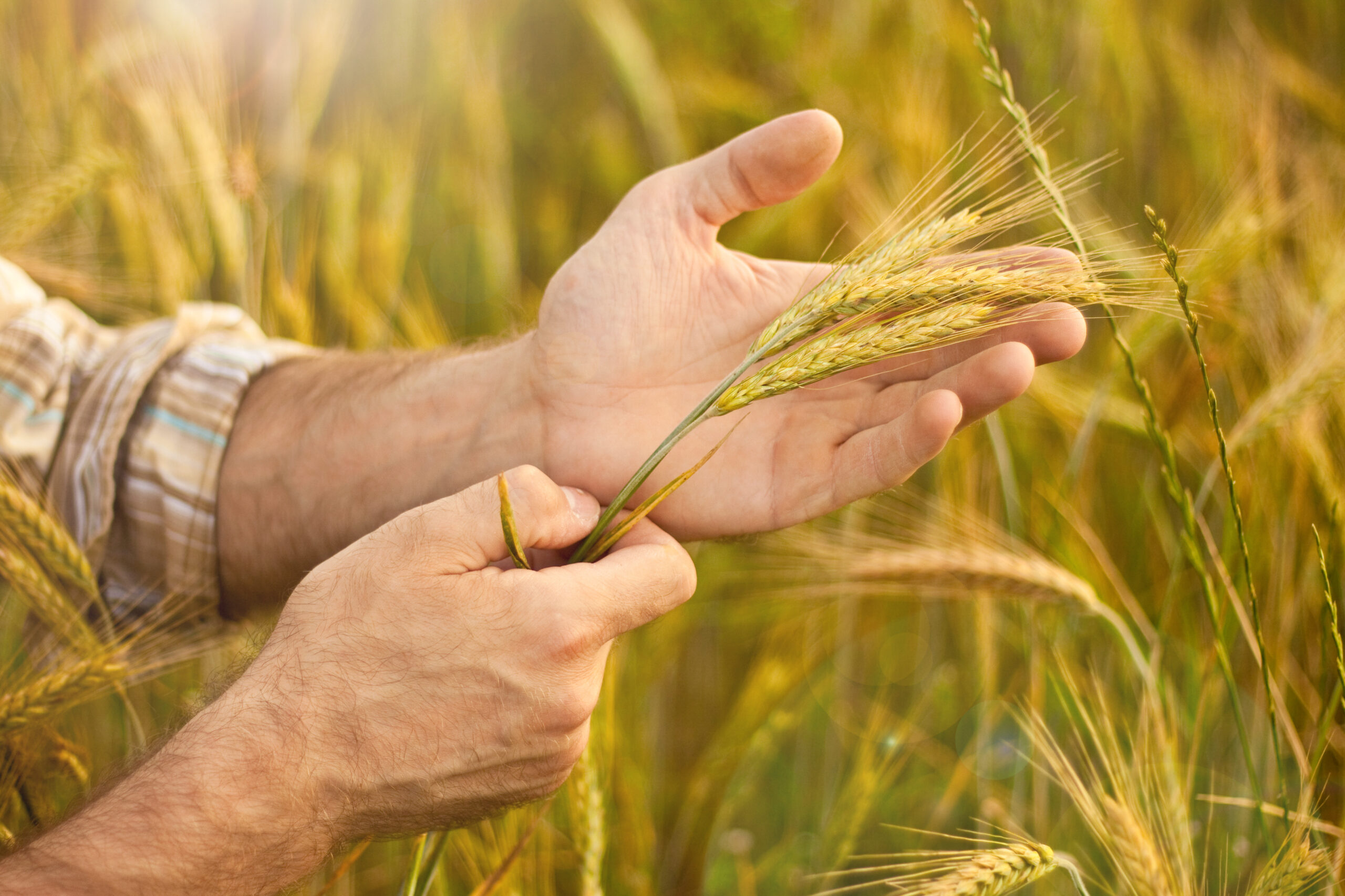 Oeste e Sudoeste têm potencial para mais 447 mil ha para cultivo de trigo